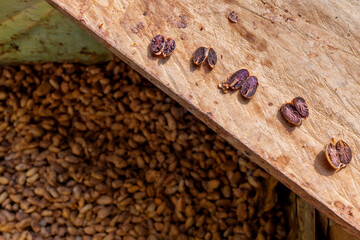 Obraz na płótnie Canvas Cocoa beans after temperature-controlled fermentation