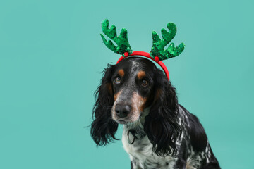 Cute cocker spaniel in reindeer horns on green background, closeup