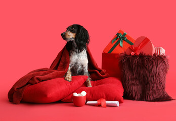 Cute cocker spaniel with pillows and Christmas gifts on red background