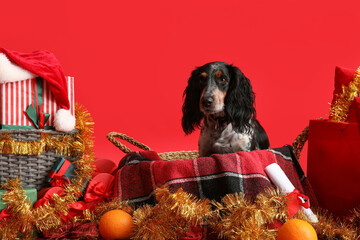 Cute cocker spaniel in basket with Christmas gifts, tinsel and oranges on red background