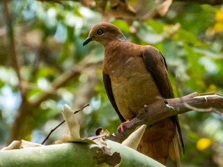 Brown Cuckoo-Dove in Queensland Australia
