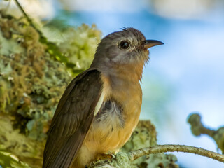Bush Cuckoo in Queensland Australia