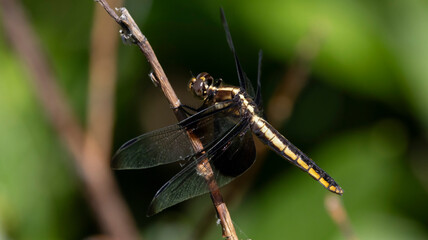 A dragonfly on a small twig in the sun.