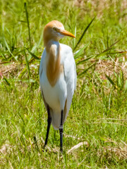 Cattle Egret in Queensland Australia