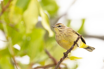 A palm warbler (Setophaga palmarum) on a branch in the woods in southwest Florida