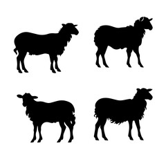 silhoutte of a sheep