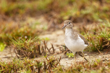 A sandpiper on Longboat Key, Florida