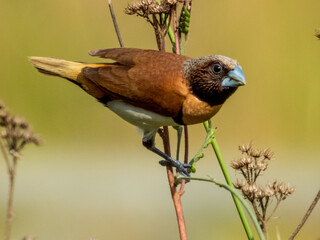 Chestnut-breasted Munia in Queensland Australia