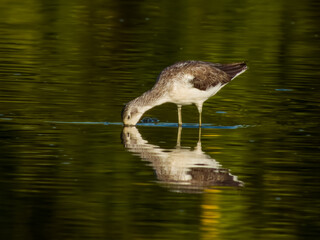 Common Greenshank in Queensland Australia