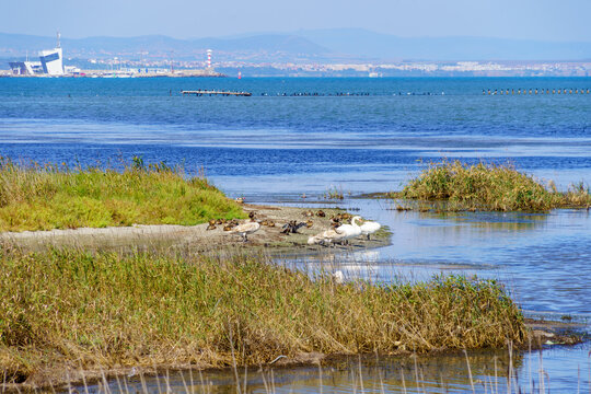 Birds in Poda Nature Preserve, Black Sea coast