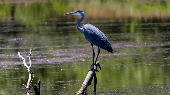 A Great Blue Heron on a Lake in Oregon