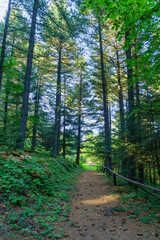Obraz premium Forest footpath in Pelister National Park