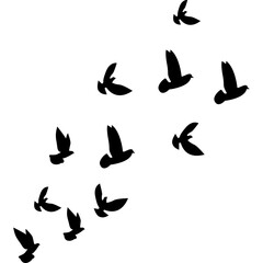 Flock of Pigeon Flying 