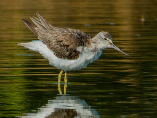 Common Greenshank in Queensland Australia