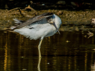 Obraz premium Common Greenshank in Queensland Australia