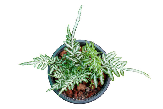 Top view of Silver fern, Sword brake fern, Slender brake fern growing in black plastic pot isolated on white background included clipping path.