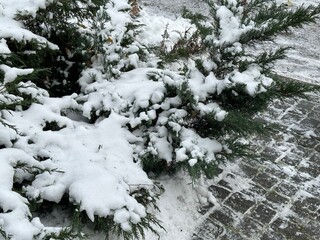 Coniferous bush covered with snow. Juniper under a thick layer of snow