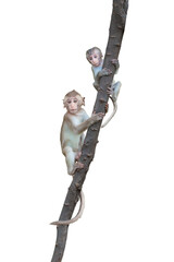 Portrait two Macaca or monkeys climbs play on tree in natural forest and looking carefully. It's staring at suspiciously. Material Isolated on white background with clipping path and transparent. © sompao
