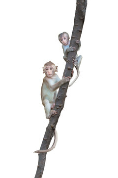 Portrait two Macaca or monkeys climbs play on tree in natural forest and looking carefully. It's staring at suspiciously. Material Isolated on white background with clipping path and transparent.