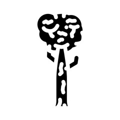 kauri jungle amazon glyph icon vector. kauri jungle amazon sign. isolated symbol illustration