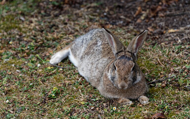 A rabbit lies on the ground, its ears are very expressive listening for any predators