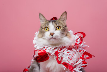 Portrait of a tabby cat sitting wrapped in garland with hearts. Pink background.