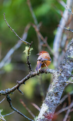 A Taiwan Barwing stands on a pyracantha branch. Sun-Link-Sea Forest and Nature Resort in Nantou County, Taiwan.