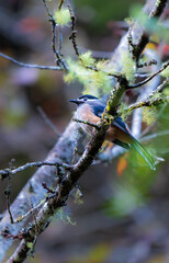 A White-eared Sibia stands on a pyracantha branch. Heterophasia auricularis. Sun-Link-Sea Forest and Nature Resort in Taiwan.