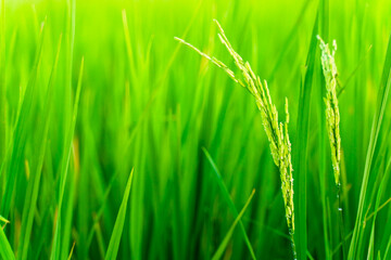  Fresh green rice, rice farming season, Green leaves of seedlings. Nature background.
