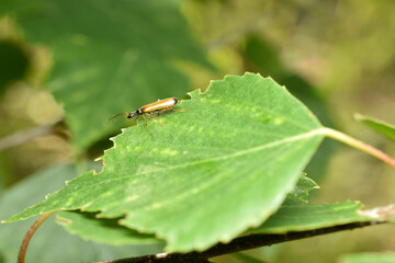 An insect called Ragonycha lignosa, a species of soft beetle.