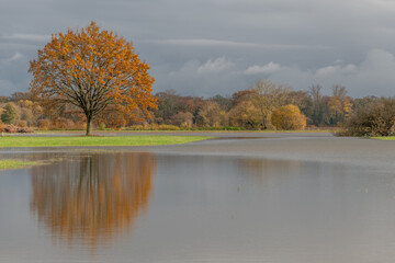 Oak tree reflected in a flooded meadow after heavy rains. Autumn landscape.