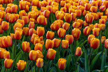 Obraz premium orange tulips blooming in a garden