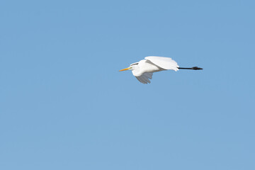 Great egret (Ardea alba) in flight in the sky.