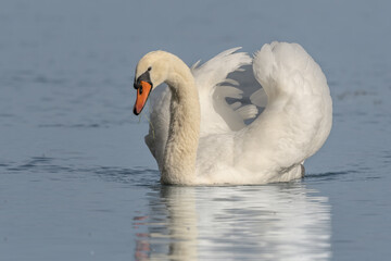 Naklejka premium Mute swan (Cygnus olor) male making territorial display.
