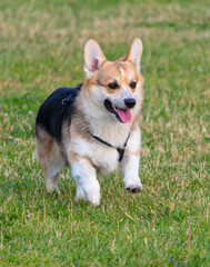 Portrait of a dog on green grass in the park