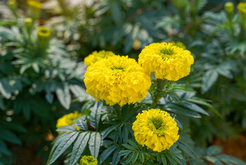 Yellow marigolds are large-flowered varieties that are popular for cutting flowers. They are strong, fast-growing plants. Marigolds are believed to symbolize prosperity. soft and selective focus.
