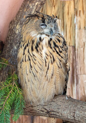 Portrait of a sleeping owl in the zoo