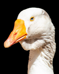 Portrait of a goose isolated on a black background