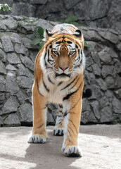 A tiger walks in the zoo