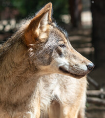 Portrait of a wolf in the zoo