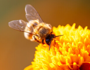 Close-up of a bee on an orange flower. Macro