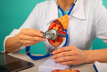 Doctor holding anatomical kidney model and stethoscope in his office