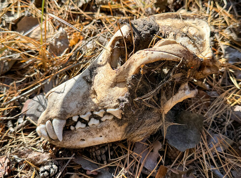 Dog skull in nature. Close-up
