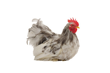 gray rooster isolated on white background