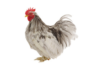 gray rooster isolated on white background