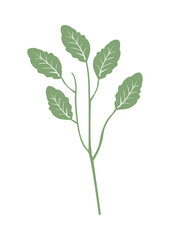 plant leaves 458