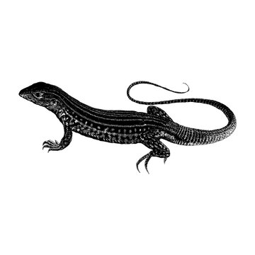Whiptail Lizard hand drawing vector isolated on background.