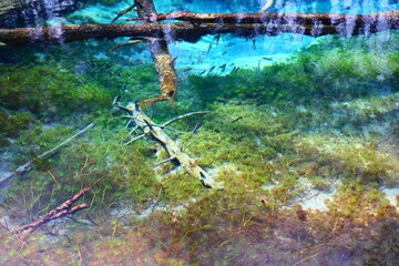 神の小池の透き通った水
