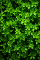 Thyme Abundance: Fresh Green Leaves Filling the Frame, showcasing Fresh Herbs