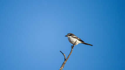 Common Fiscal ( Lanius collaris ) Kgalagadi Transfrontier Park, South Africa